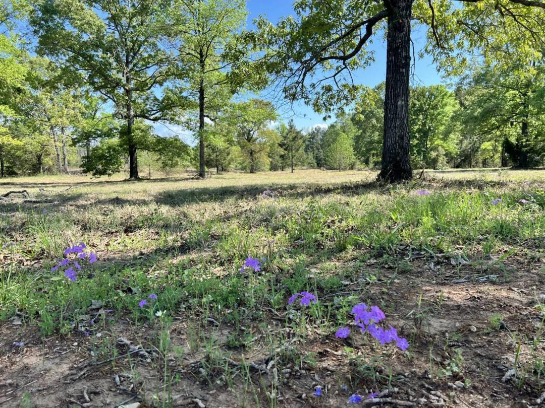 Acreage near Toledo Bend lake