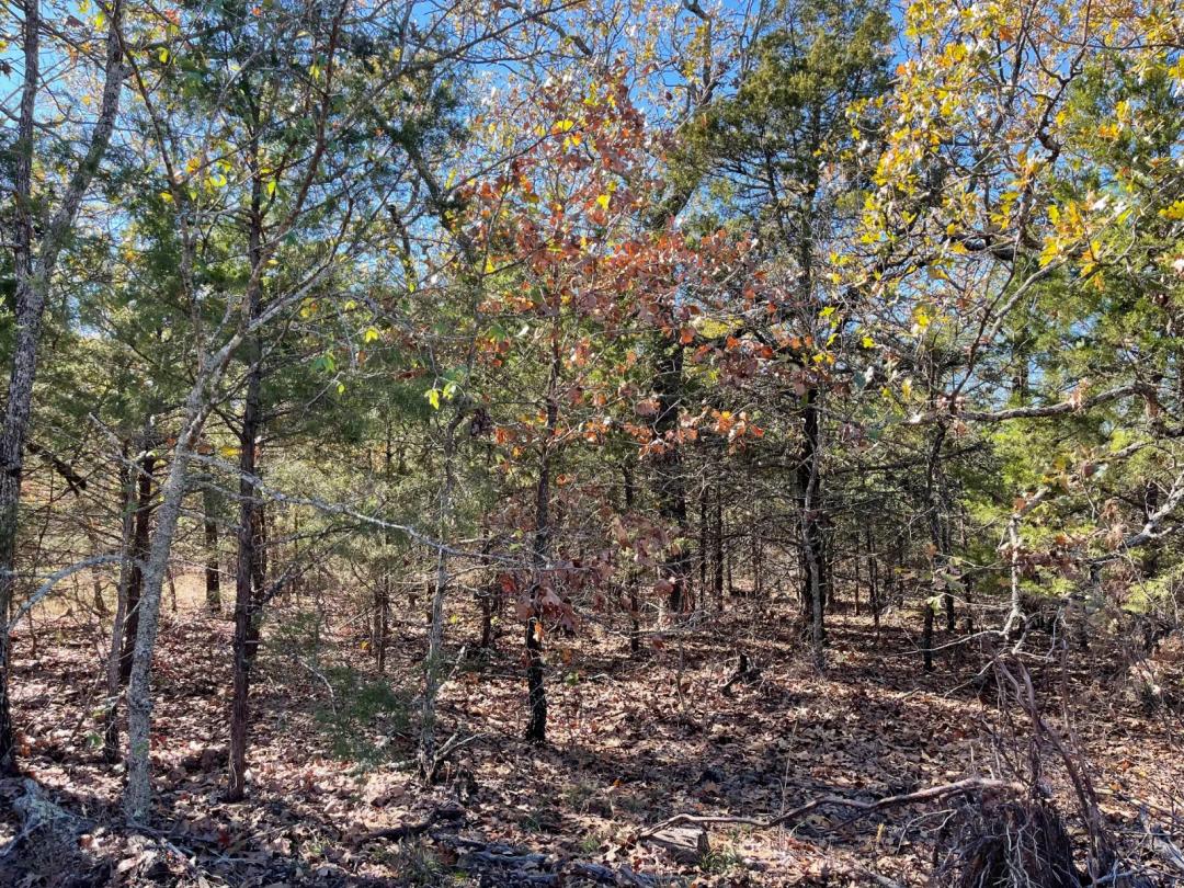 0.52 Acres at 0 Rampp Road