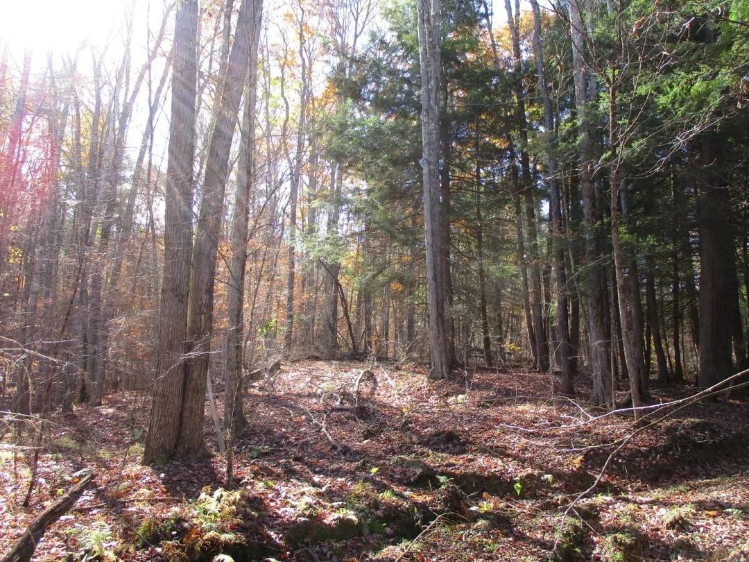 Hunting Honey Hole