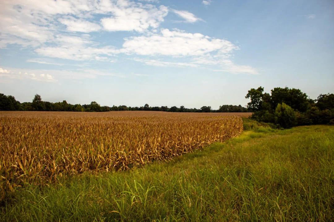 39.3 Acres (Tract 4) in Hardeman County, TN