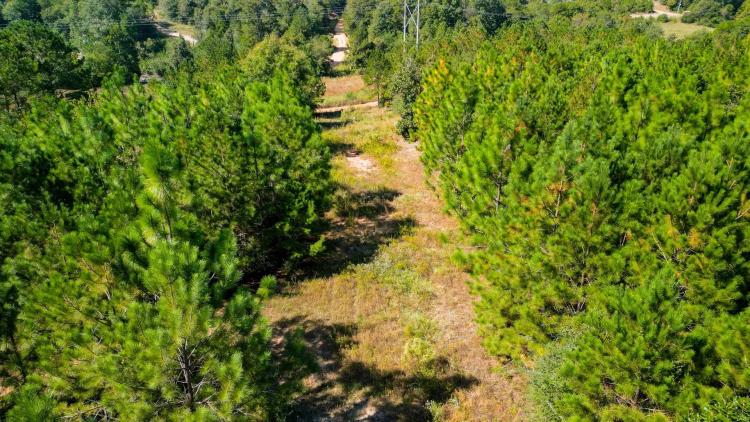 39.10 Acres in Wayne County, MS