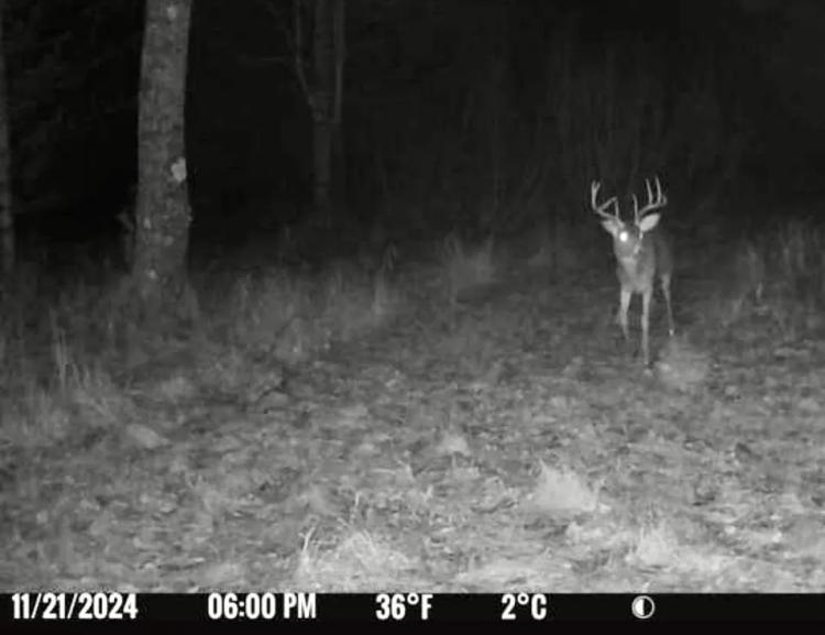 40 Acres Binder Rd, Iosco County MI