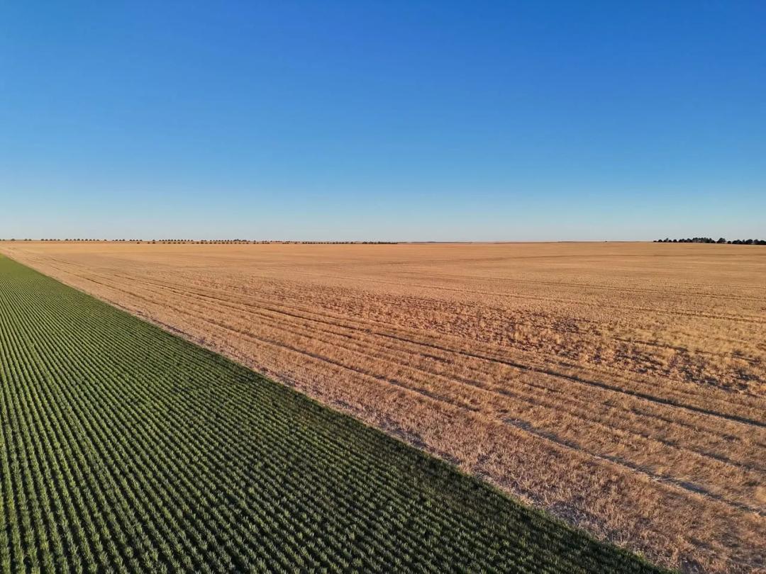 Prime Cropland Quarter with Cash Lease Agreement