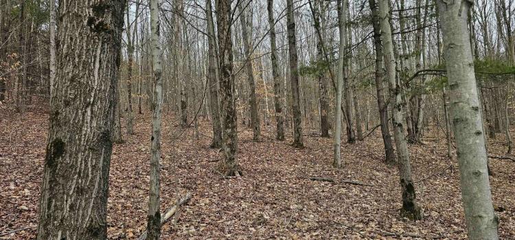 22 acre Hunting and Recreational Property in Erin NY Thayer Rd