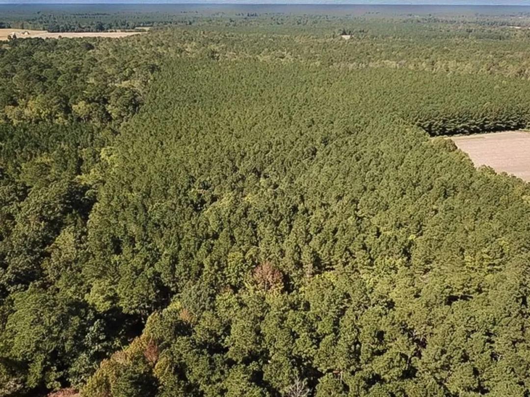 15 Acres of Timberland and Hunting Land For Sale in Suffolk VA!