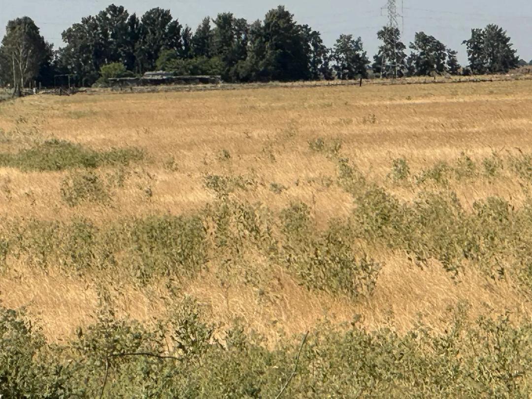 Dixon Farms 