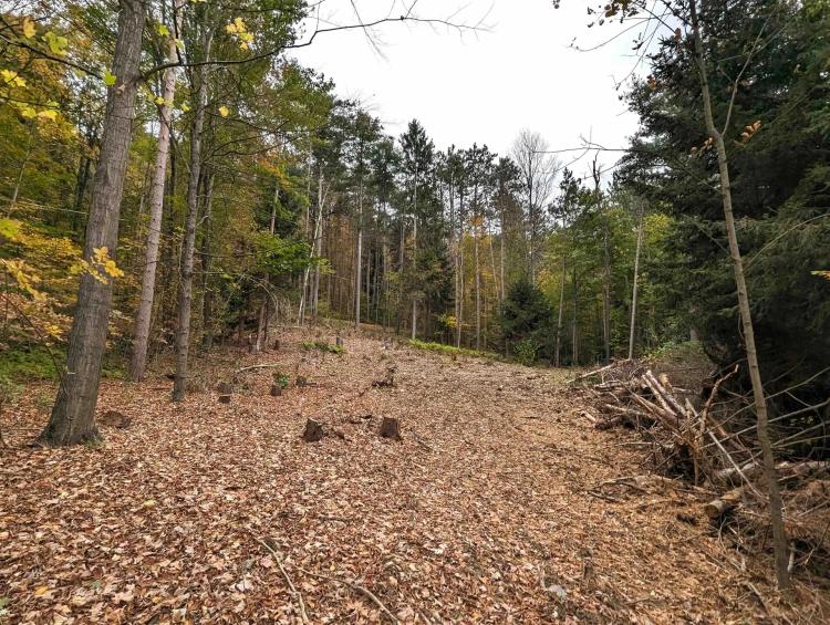 15 acres Timberland in Hornby NY State Route 414