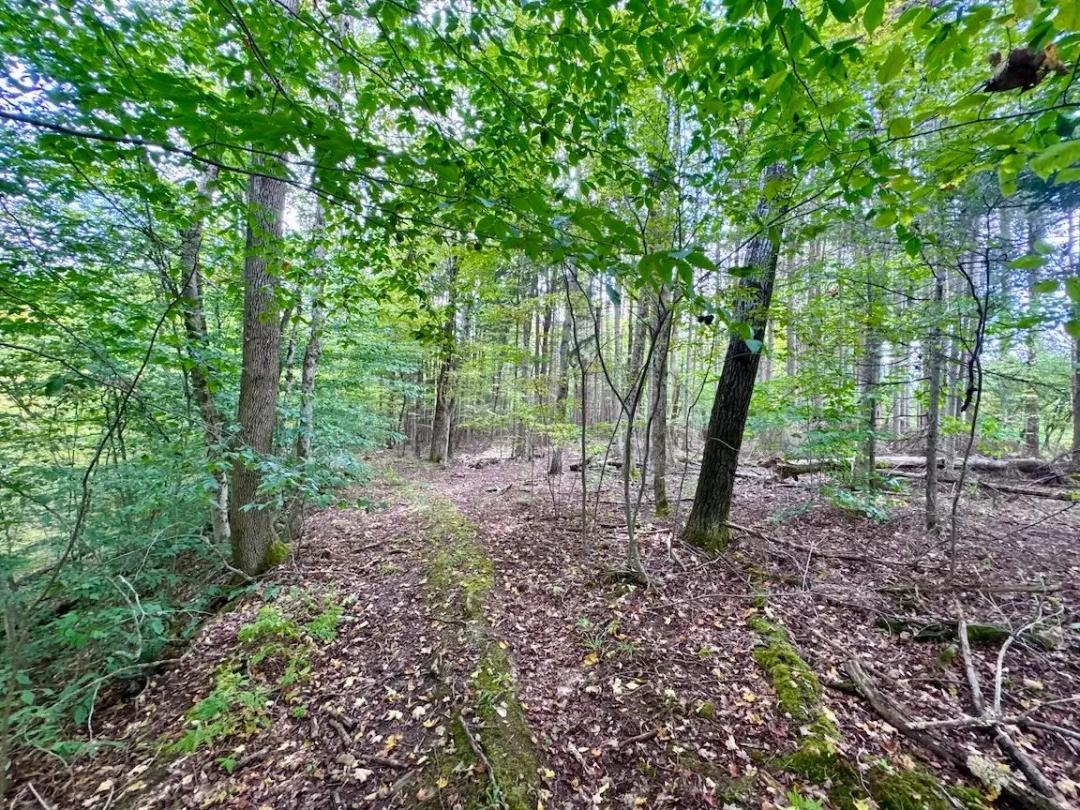 46 acres Recreational Land and Timberland with Public Land Access in Angelica NY East Road