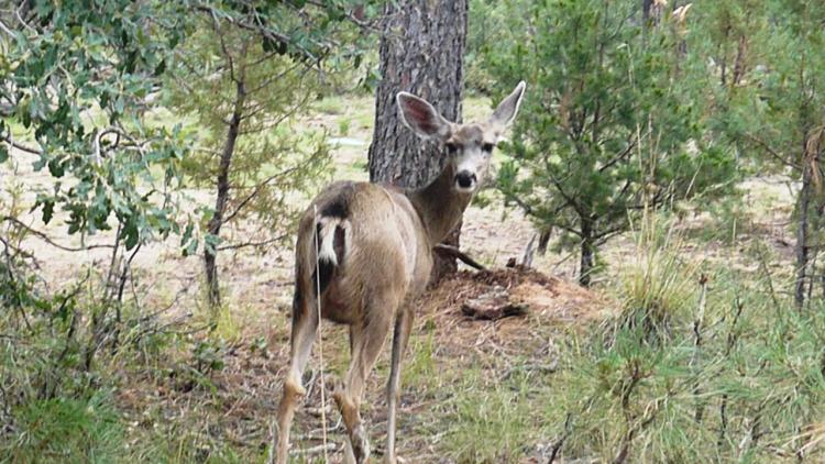 Heavily Treed Parcel Main Road Access - Timberon - Cloudcroft New Mexico Land  - 1 of 2 adjoining