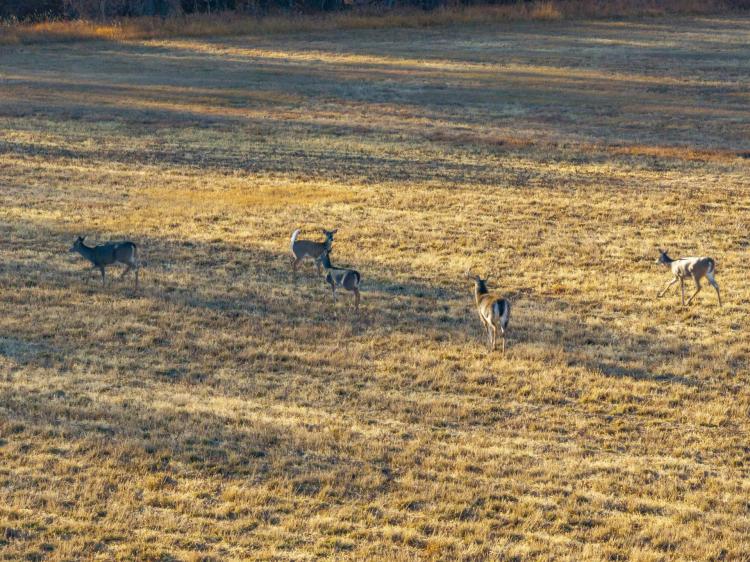 Hubenka Ranch: Premier Pasture & Hunting Land for Sale