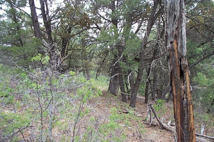 Timberon  small gully on back of property - Trees