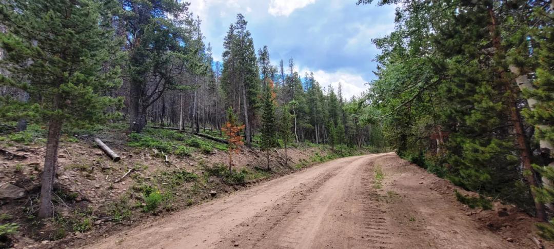 Forested land near the High part of Forbes Park