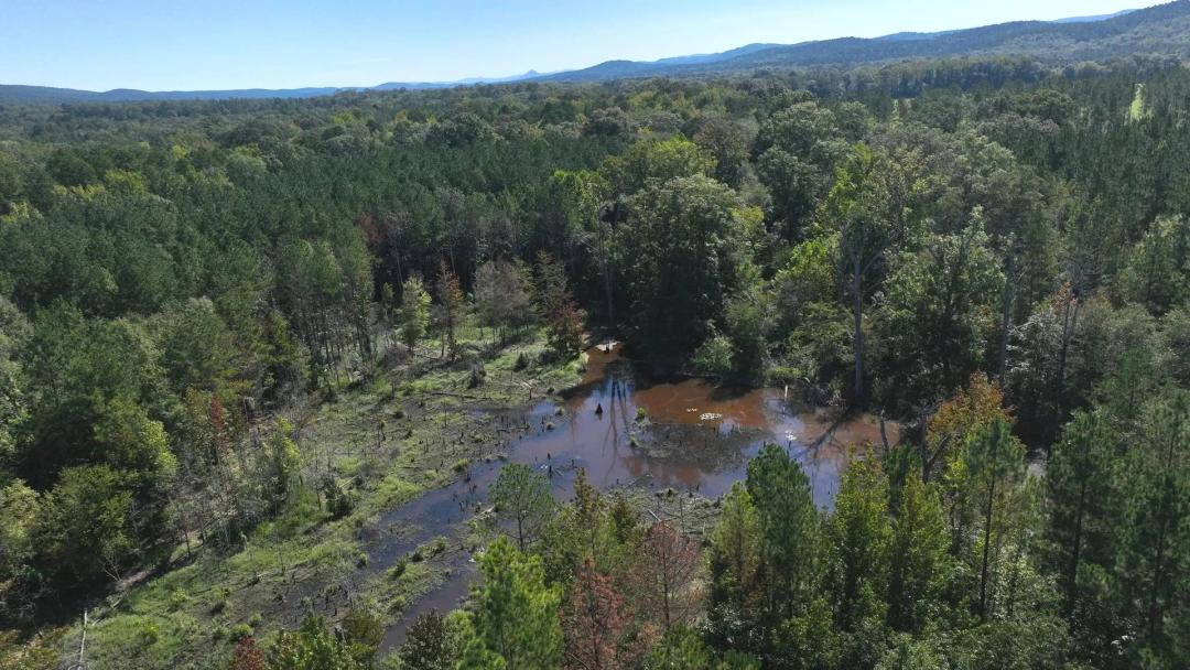 South Fourche Hunting & Timber
