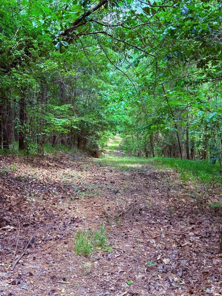 58 Acres in Carroll County, MS 