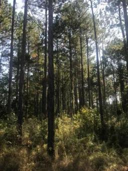 longleaf-pine-4