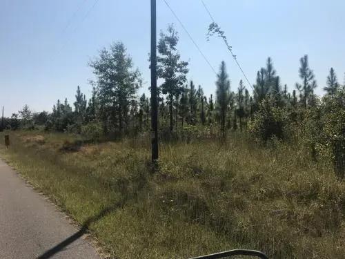 longleaf-pine-5