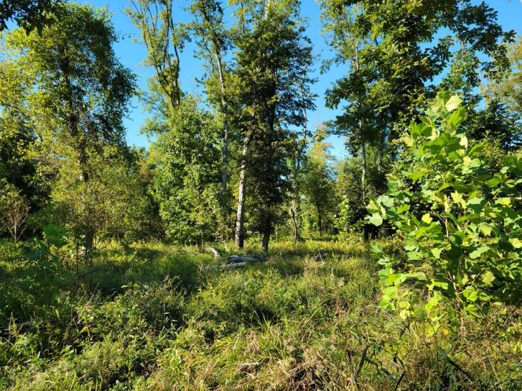 390± Acre Income Producing Hunting Property for Sale – Gallatin County Illinois