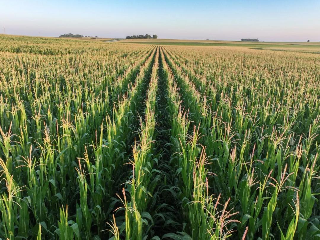Listing #19245 - 75.29 acres in Story County, IA