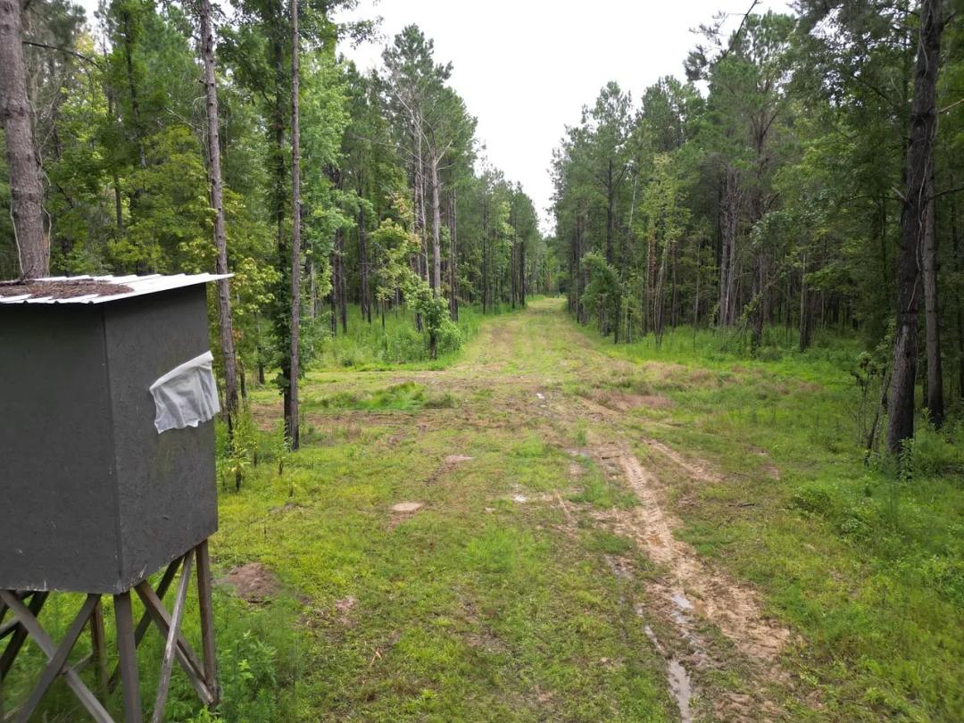 Prime Rural Land for Sale in Tangipahoa Parish - Timber &amp; Development