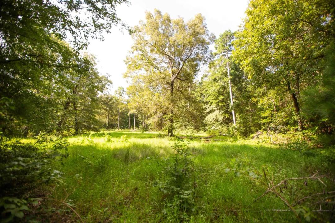 East Texas Pine Homesite!