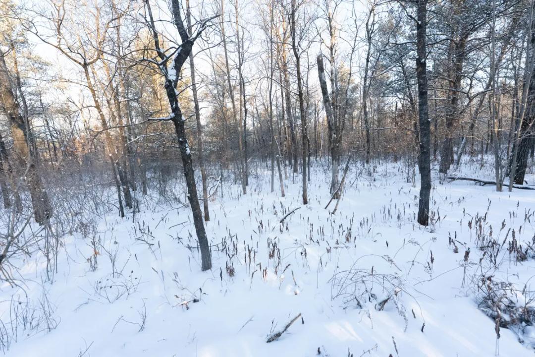 80 Acres of Juneau County Timber Land