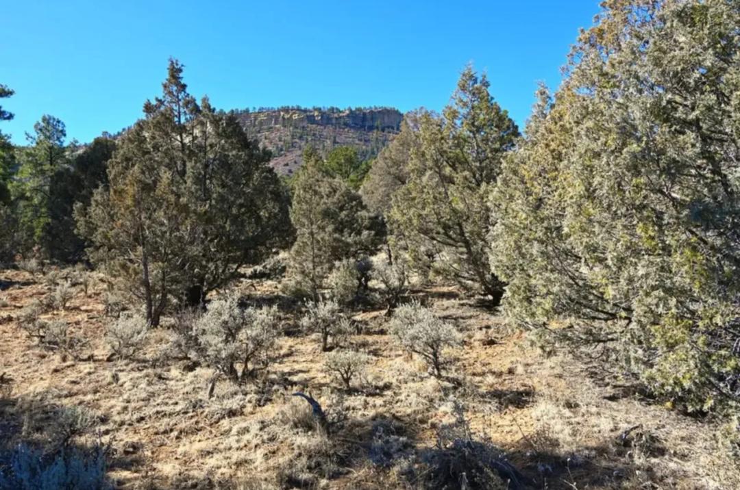 In the hills - Mountains above El Vado Lake - Trees - No restrictions - 2 adjoining parcels