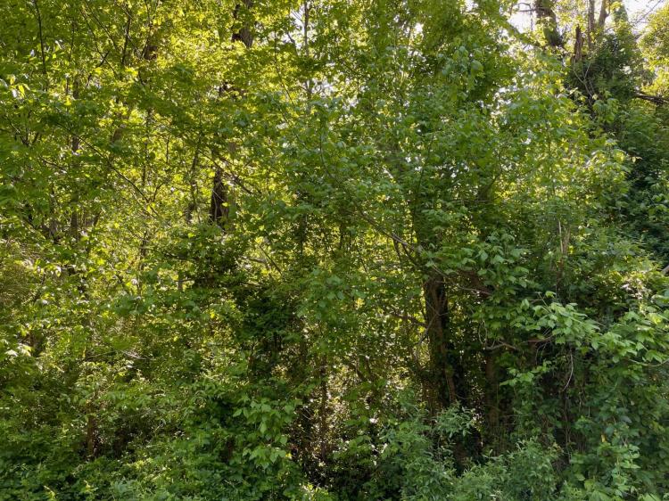 0.56+/- Acres in Kanawha Falls