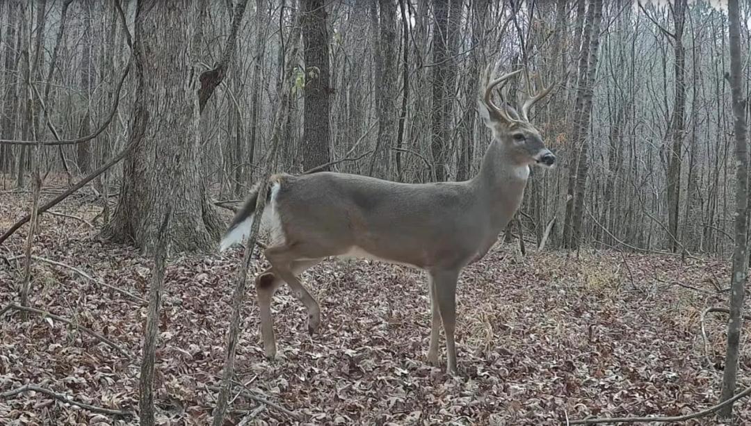 +/- 97 Acres - Hubbertville Alabama