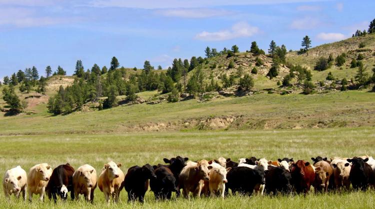 HOLMES RANCH