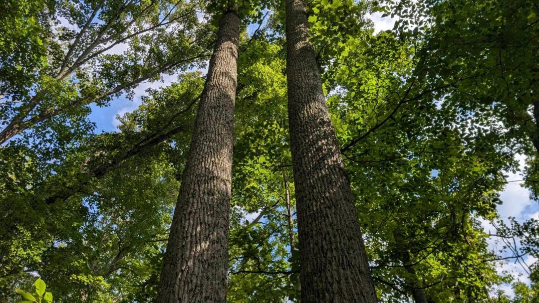50 Acre Timber investment in Vinton County