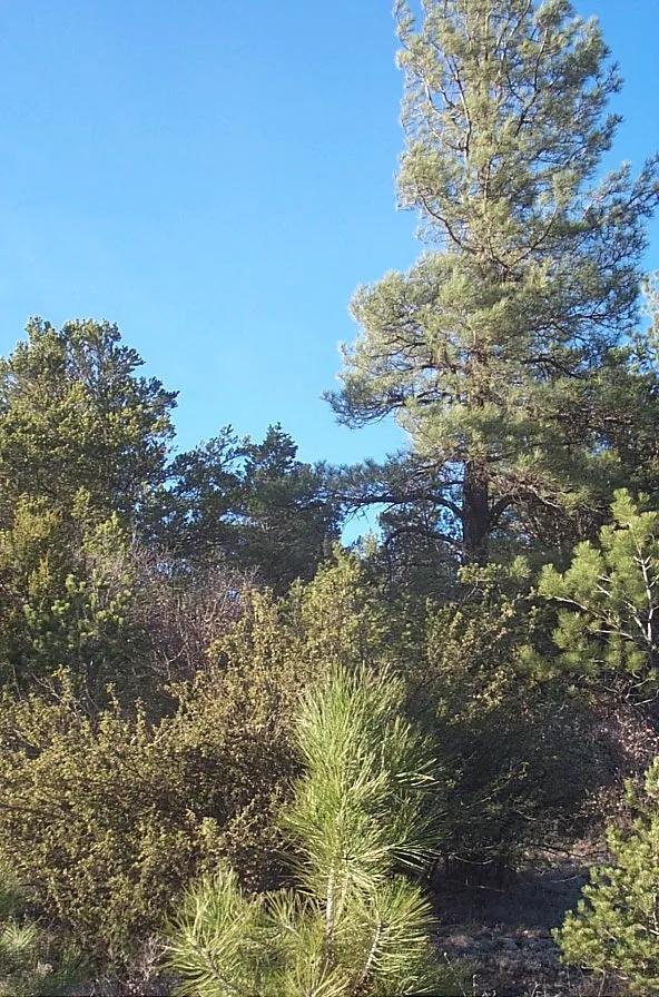 Heavily treed 6+ acres Sacramento Mountains South of Cloudcroft