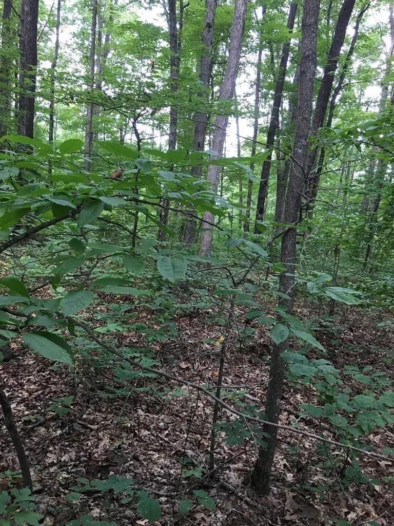 Lot 384 East Obey Lane