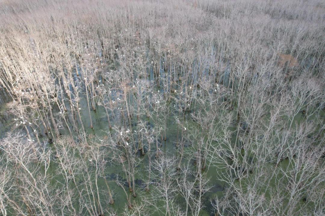 267 Acres in Leflore County, MS 