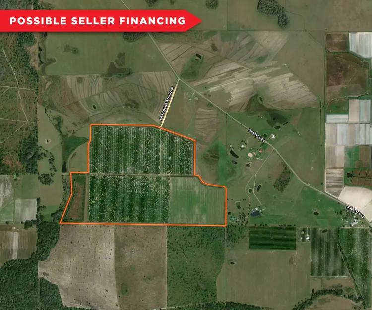 213 Acre Van Adams Grove - Hardee County