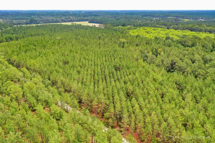 Timberland Investment Tract Ware County, GA