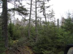 49567521-4