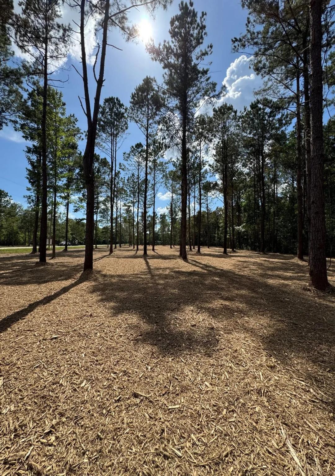 Partially Cleared Residential Lot 2