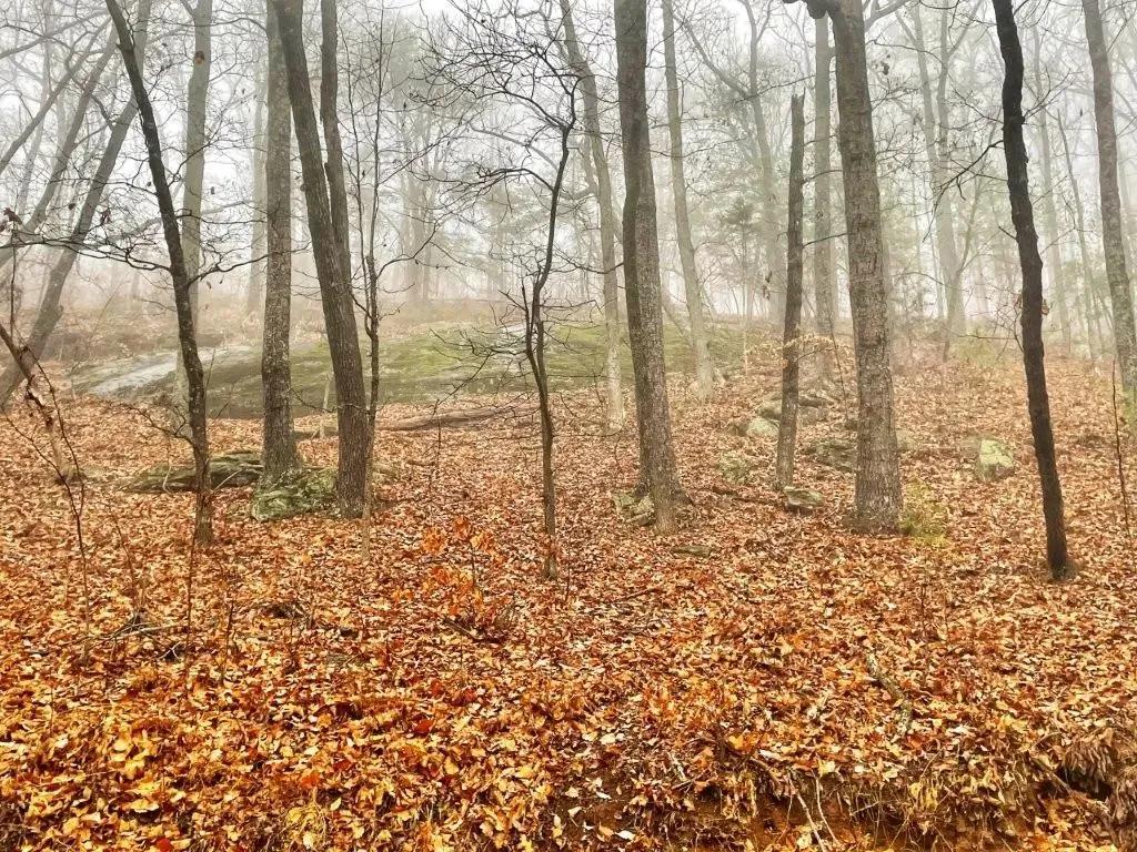 Fox Mountain