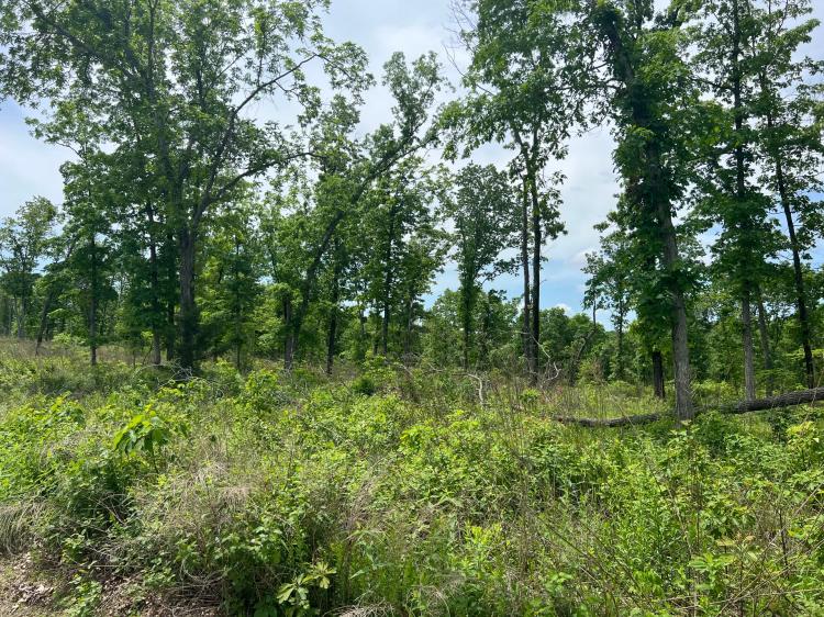 12 Acres Close to Lake of the Ozarks