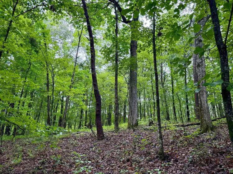 21.66 Acres Shelby County, AL