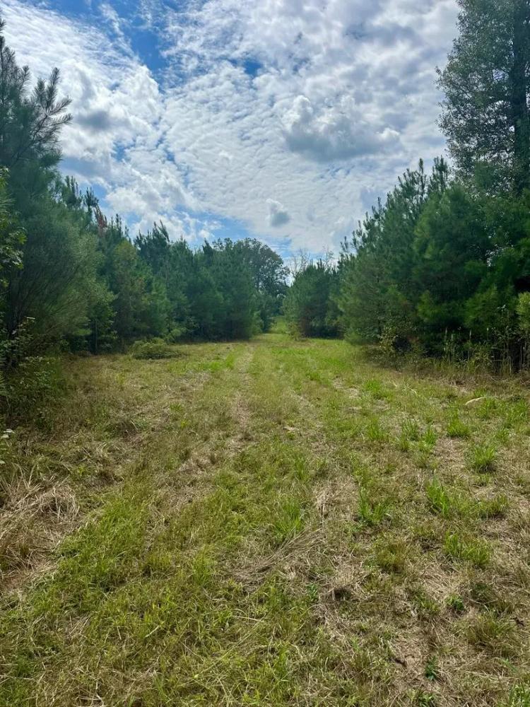 221 Acres Winston County, MS