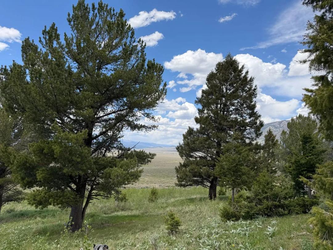 39+ Acres bordering USFS lands