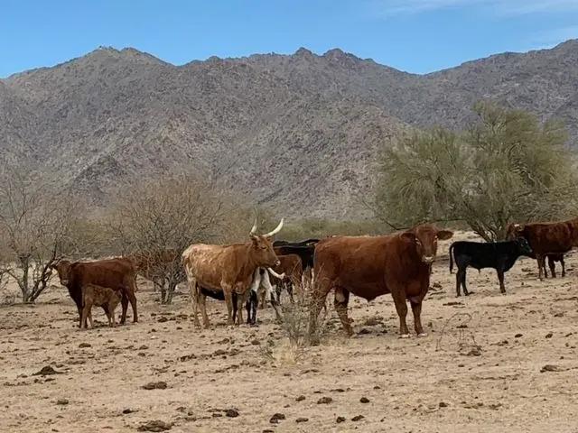 175+/- Head- Beloat Ranch- Buckeye AZ