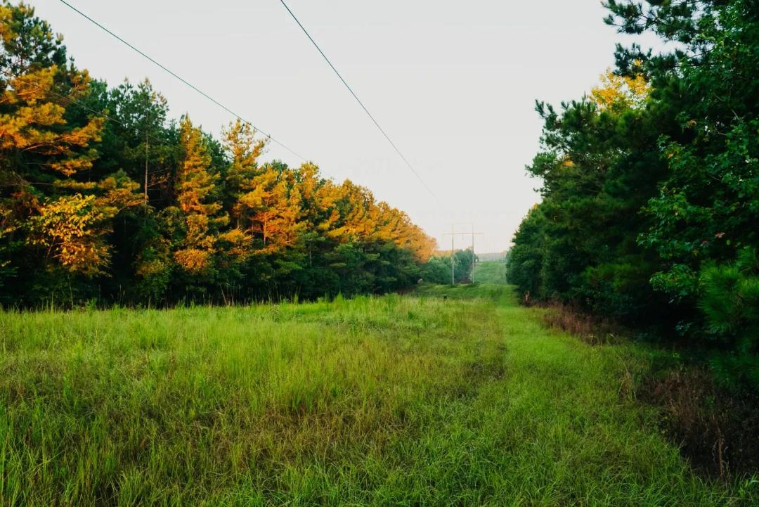 105 Acres in Winston County, MS