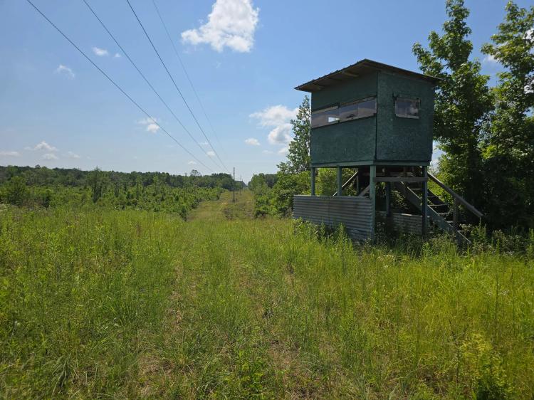 115+/- Acres of Prime Hunting Property in McCall Creek, MS