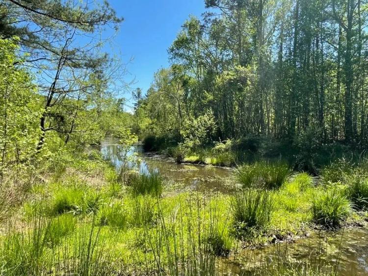 +/- 36.37 Acres on 440 Mt. Carmel Road in Abbeville, SC