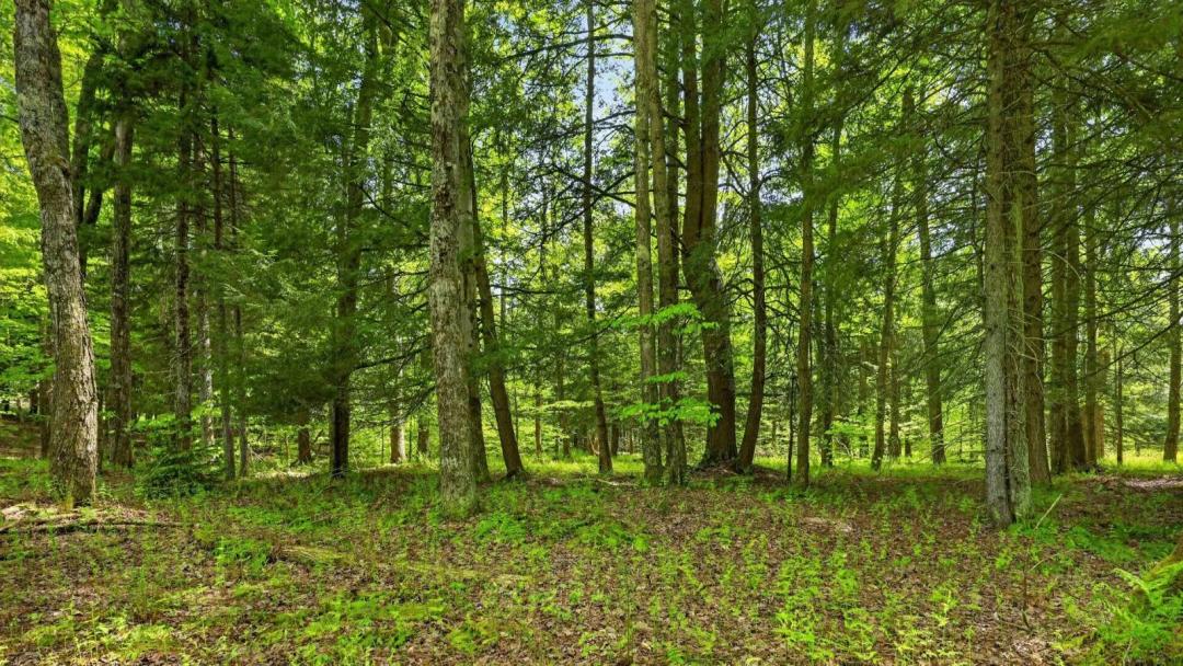 Perfect Canvas for Your Catskills Retreat Bordering State Land!