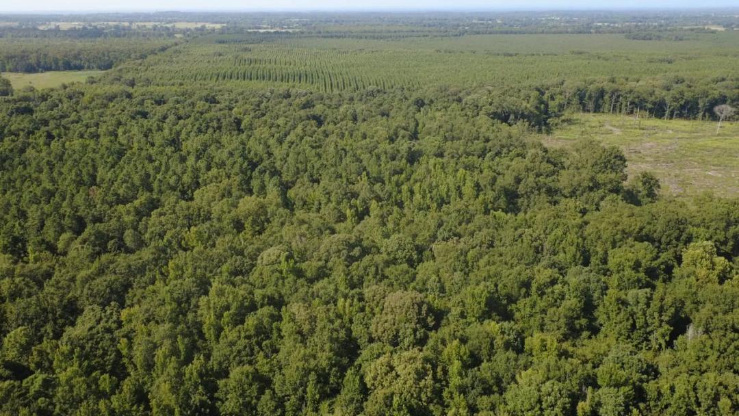 40 Acres | Prime Hunting & Homesite Potential | Timber, Creek, Utilities 