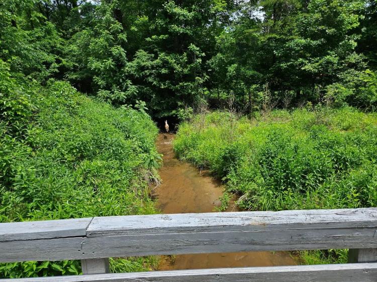 132.83 Acres+/- Offered in Five Tracts