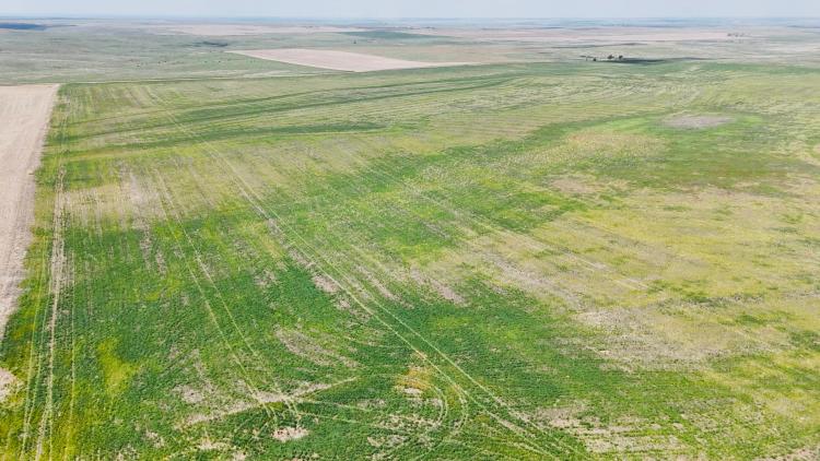 Cheyenne County Dryland Quarter